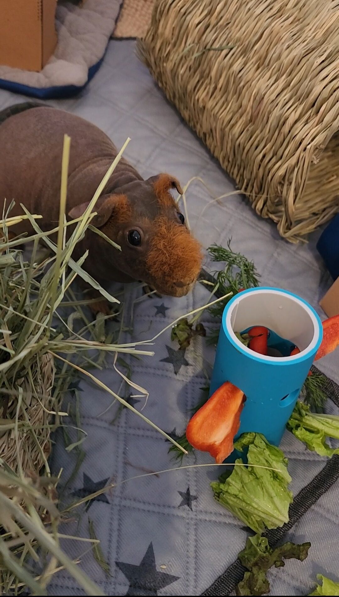 Home Sweet Hammy Home